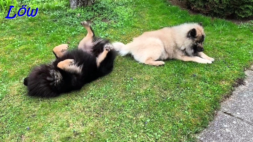 30.3.2025 - Howard und Dwix relaxen im Garten